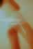kitty_laceslip01.jpg (13,649 bytes)